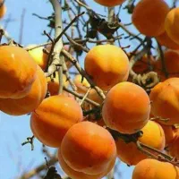 تولید و عرضه نهال خرمالو گوجه ای|خدمات باغبانی و درختکاری|خرمدره, |دیوار