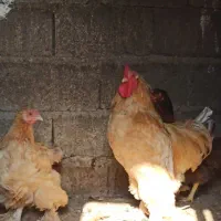 تعدادی مرغ و خروس و جوجه برهما|حیوانات مزرعه|طارم, |دیوار