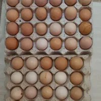 تخم مرغ نطفه دار محلی|حیوانات مزرعه|زنجان, |دیوار