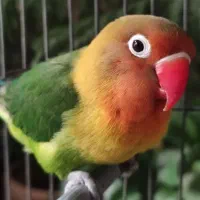 طوطی برزیلی کوتوله