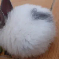 خرگوش لوپ سالم و شیطون|موش و خرگوش|میانه, |دیوار