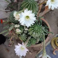 گل زیبا
