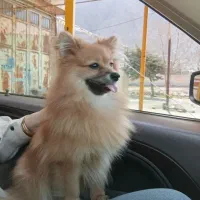 پامر روباهی ماده