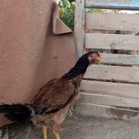 مرغ لاری اصیل