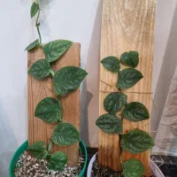 گل مونسترا دوبیا