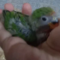 جوجه طوطی برزیلی