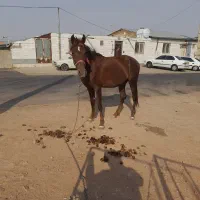 مادیان|اسب و تجهیزات اسبسواری|اراک, |دیوار