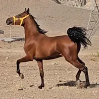فروش اسب