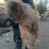 بوبی شیتزو اصل نر ۱۵۰۰تومن|سگ|مشگین شهر, |دیوار