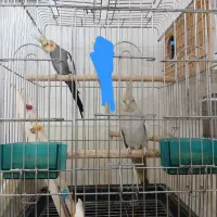 یک جفت  عروس هلندی