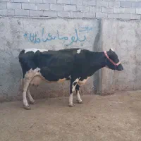 گاو بدون گوساله شیری|حیوانات مزرعه|مینودشت, |دیوار