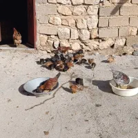 جوجه محلی کاملا اورگانیک