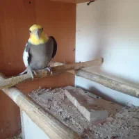 طوطی سخنگو اصل