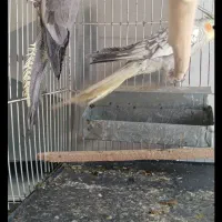 عروس هلندی|پرنده|نیشابور, بنیاد شهید|دیوار