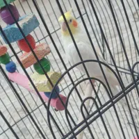 عروس هلندی|پرنده|ایوان, |دیوار