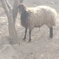 گوسفند آبستن ۴ ماه