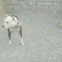 سگ پیت بول 11ماهه نر