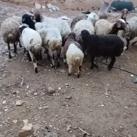 ۱۰ راس میش باب خانه دار