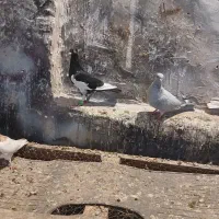 کبوتر رنگی|پرنده|سبزوار, جهاد کشاورزی|دیوار