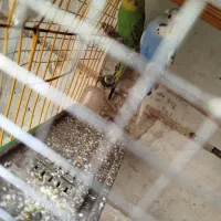 یک جفت مرغ عشق