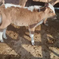 گوساله و گاو شیری|حیوانات مزرعه|باوی, |دیوار