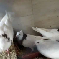 کبوتر جوانه|پرنده|ایلام, |دیوار