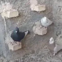 کفتر رنگی|پرنده|قم, هفت تیر|دیوار