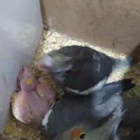 جفت عروس هلندی