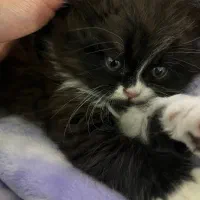 واگذاری گربه پرشین