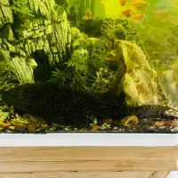 لجن خوار آکواریوم