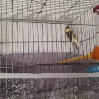 قناری قورولتی نر|پرنده|اردبیل, |دیوار