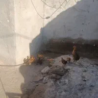 5عدد جوجه شروه ای 3ماهه محلی