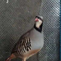 پرنده