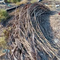 شاک کلوته بلند