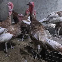 بوقلمون نژاد فوق سنگین بوربن اصل|حیوانات مزرعه|گرگان, |دیوار