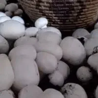 قارچ درجه یک