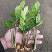 سانسوریا ، زامیفولیا، سیکاس ، زاموفیلیا