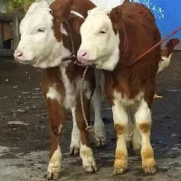 خریدفروش گوساله|حیوانات مزرعه|قم, باغ شریفی|دیوار