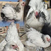 مرغ خروس جوجه برهما لایت بلک بوف بلو پاتریچ لمون|حیوانات مزرعه|تهران, گیشا|دیوار