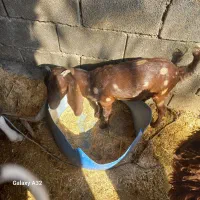 بز ماده|حیوانات مزرعه|بندر ماهشهر, |دیوار