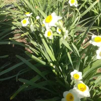 پیاز گل نرگس نهال زرشک قهستان نهال عناب نهالستان