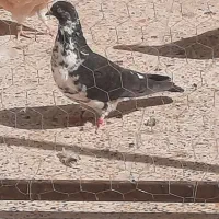 کفتر پرشی|پرنده|گلستان (تهران), |دیوار