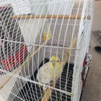 عروس هلندی|پرنده|برازجان, |دیوار