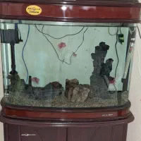 lکواریوم|ماهی|مشهد, حجاب (شهرک غرب)|دیوار