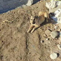 گمشده|سگ|اهر, |دیوار