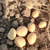 سیب زمینی بذری|عمده‌فروشی|اقلید, |دیوار