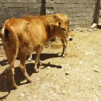 گاو  گوساله نر هر دو