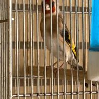 سهره ماده|پرنده|فولادشهر, B8|دیوار