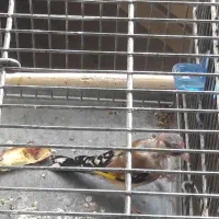 پرنده سره|پرنده|تهران, سهروردی|دیوار