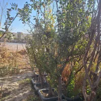 نهال و درخت روتبال پایان کار بزرگ تنومند تنه دار|خدمات باغبانی و درختکاری|فلاورجان, |دیوار